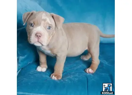 a small american pit bull puppy on a blue surface